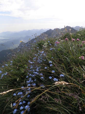 Blumenpracht