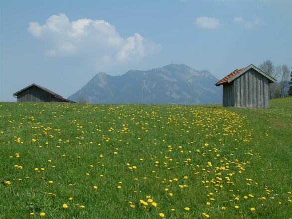 Löwenzahnblüte