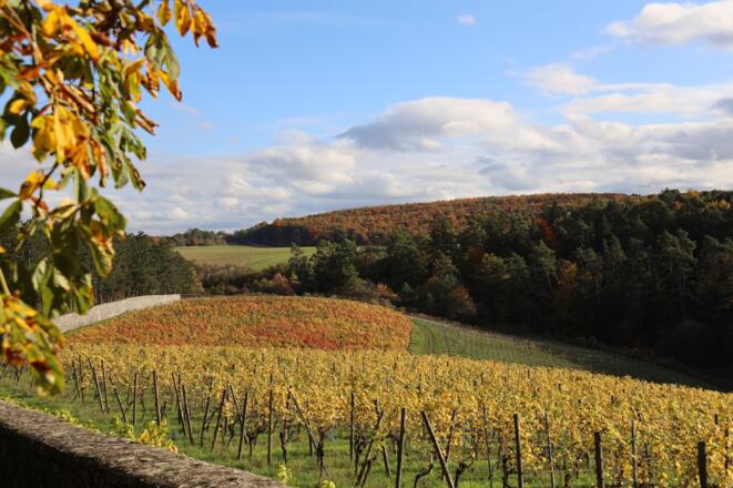 Herbst im Schlossweinberg