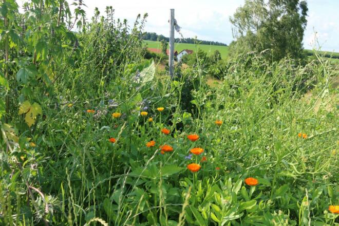 Blühende Augenweiden am Wanderweg