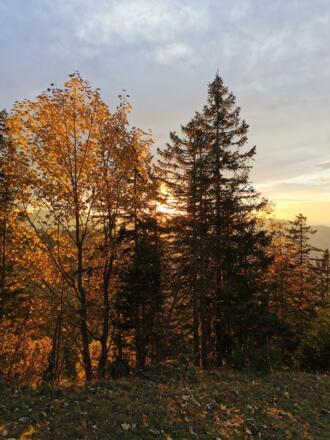 Zwischen Alpe Vordere Niedere und Älpele