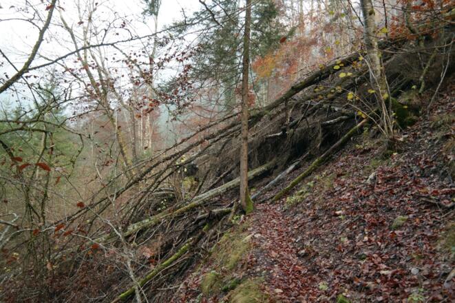 Ur-Natur.