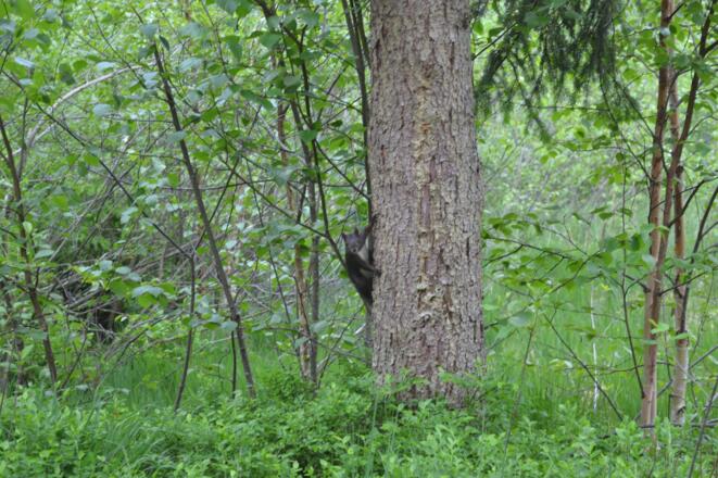 Eichhörnchen am Torflehrpfad