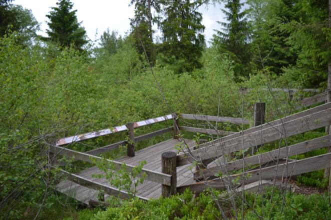 Aussichtsplattform am Torflehrpfad