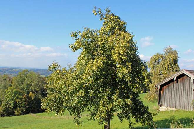 Forstweg Ratzinger Höhe - Ratzinger Höhe, Obst und Kulturweg, Apfelbaum mit Stadl