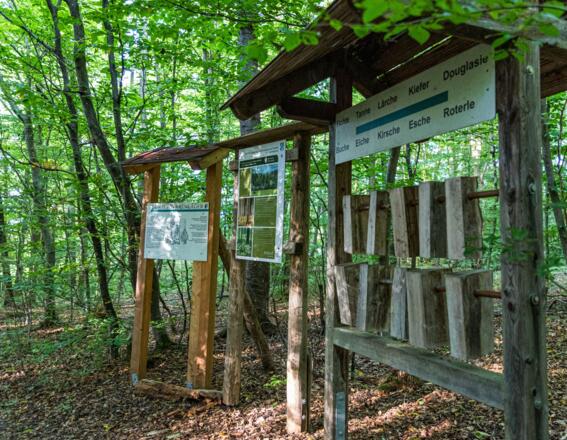 Lehrstation &quot;Baumarten&quot;