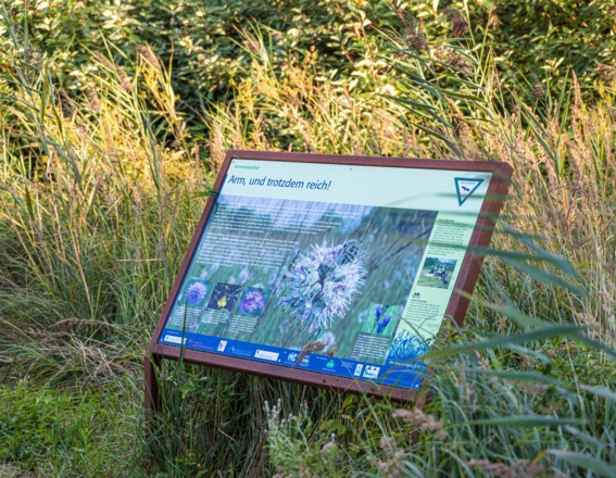 Infotafel Ammerseepfad