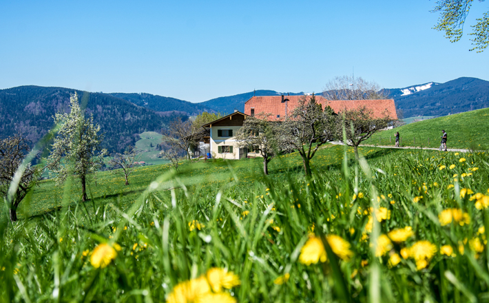 Frühling an der Stroblalm
