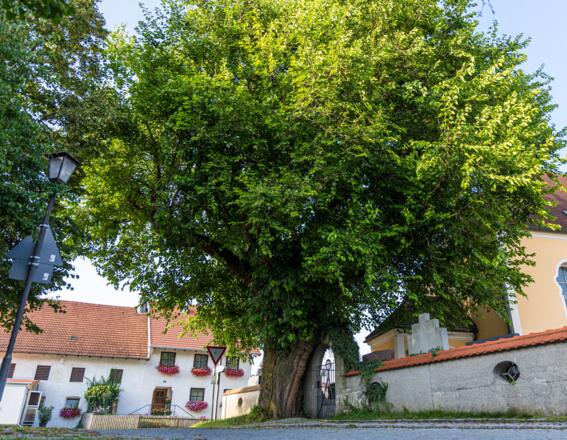 Maulbeerbaum in Kottgeisering