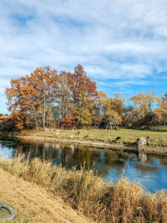Ziegen am Kanal bei Gelting
