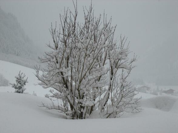 Winter in Neugasteig