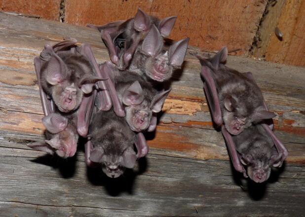 Junge der Fledermausart Große Hufeisennase