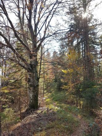 Romantischer Pfad zwischen Schrabachauer Kogel und Rappoldeck