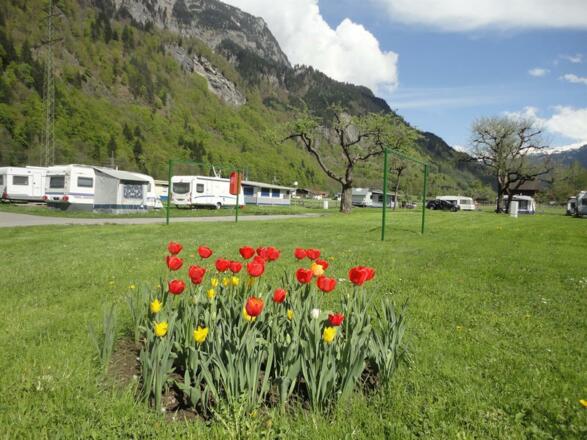 Frühlingsboten am Campingplatz