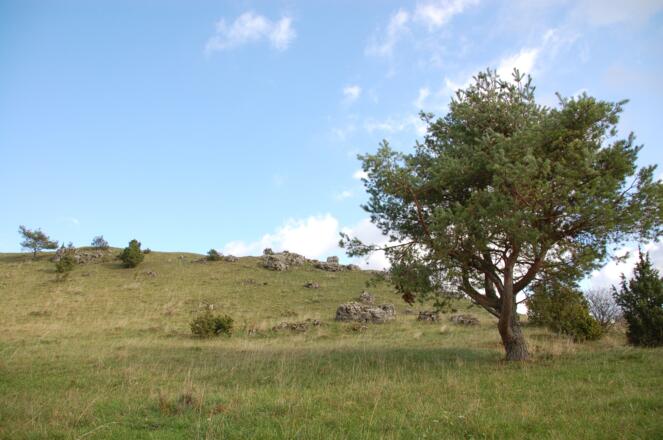 Mit geeigneter Landschaftspflege bleiben wertvolle Lebensräume am Schanzberg-Unterwiesenacker erhalten.