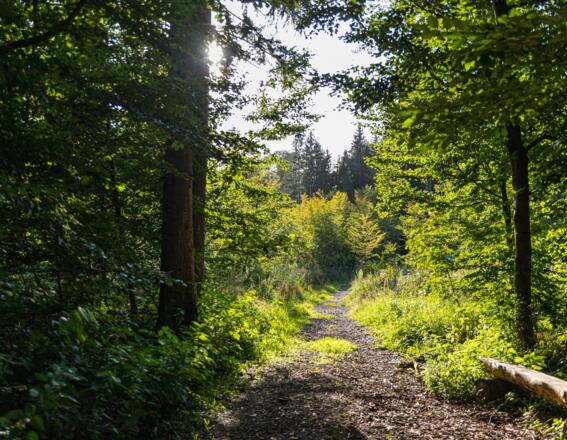 Waldweg in Türkenfeld