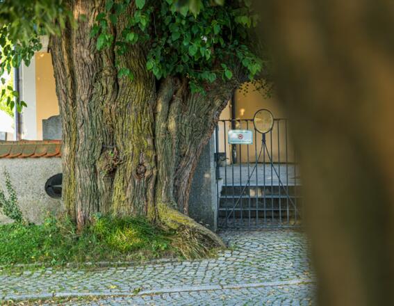 Maulbeerbaum am Friedhofseingang