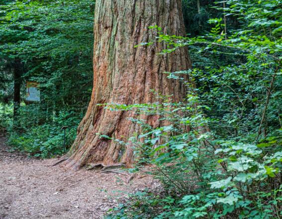 Stamm eines Mammutbaums