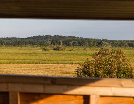 Blick aufs Ampermoos vom Naturbeobachtungsturm