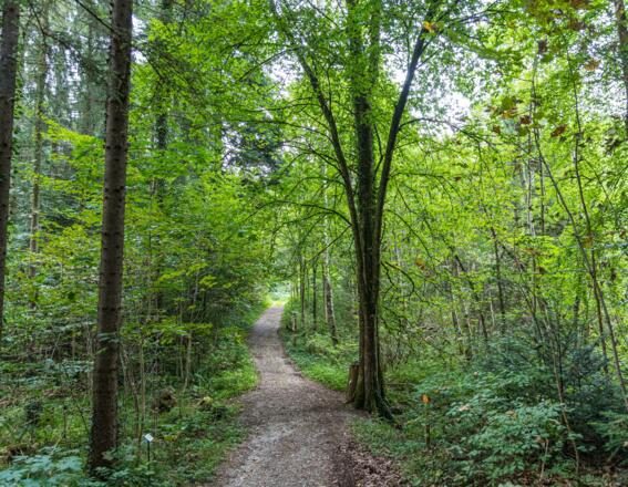 Waldweg im Welt.Erlebnis.Wald