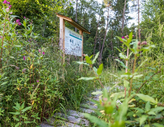 Bohlenweg durch den Sumpfwald