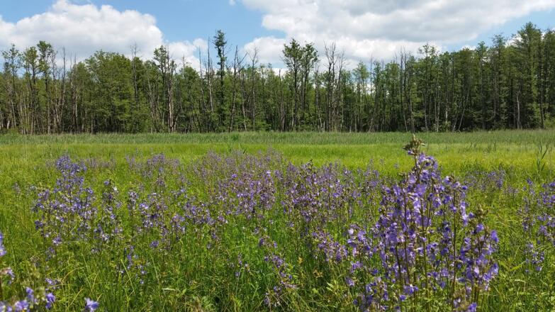 Die Blaue Himmelsleiter blüht im Deusmauer Moor.