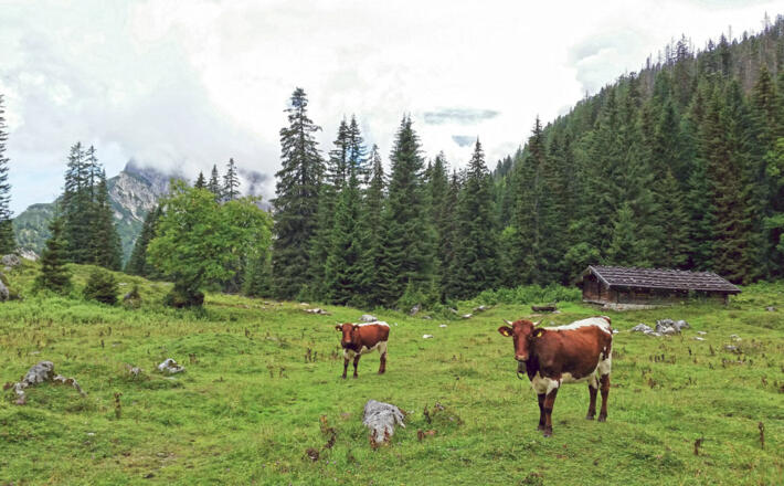 Pinzgauer Kühe auf der Mitteresisalm