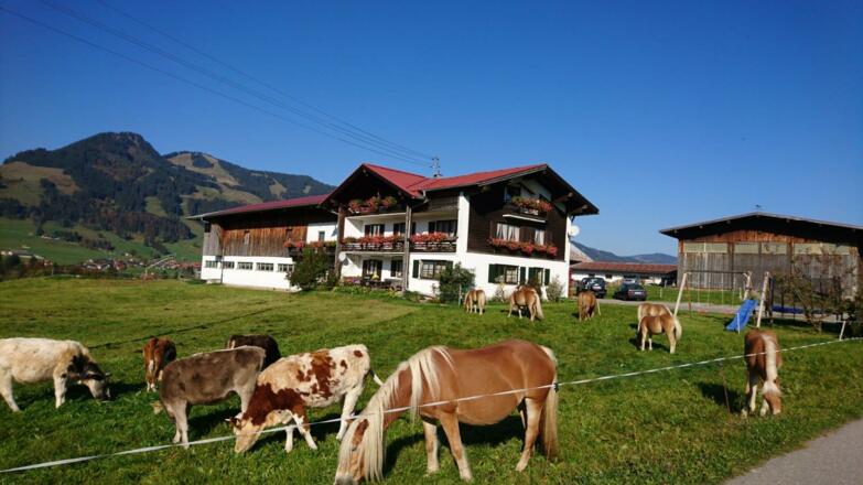 Urlaub auf dem Haflinger Hof Obermaiselstein