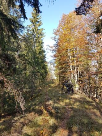 Abstieg zum Rappoldeck