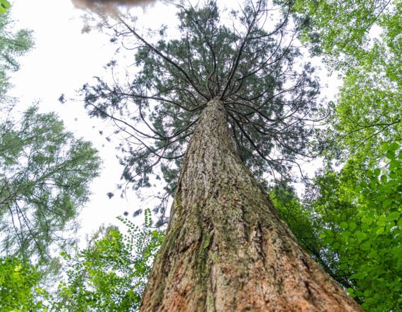 Krone des Mammutbaums im Welt.Erlebnis.Wald Grafrath