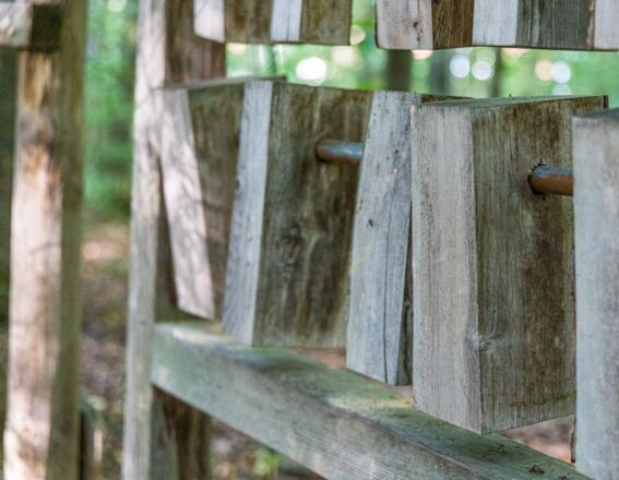 Gehölzarten im Fokus