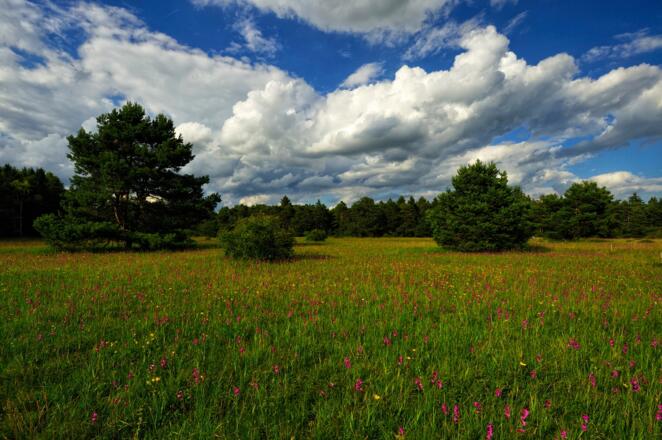 Königsbrunner Heide