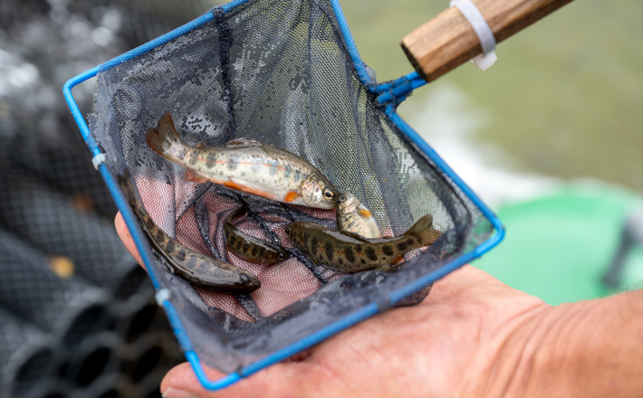 Frischer Fisch aus Bad Reichenhall