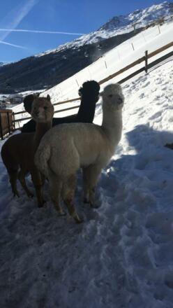 Die Alpakas im Winter