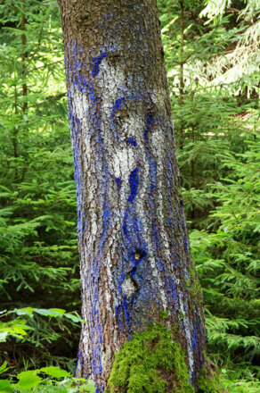 Baumbilder am Jakobsweg im Köschinger Forst