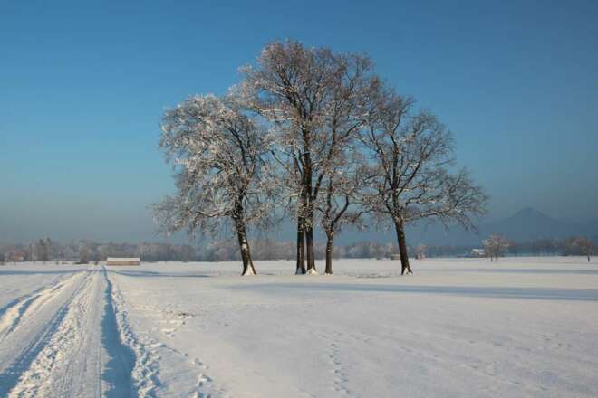 Bäume und Schneespuren, Winter