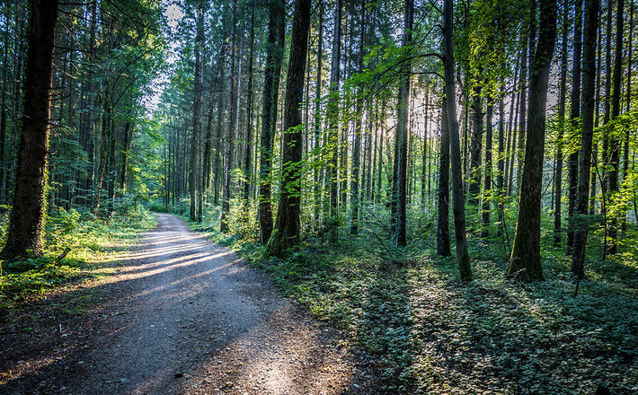 Wanderweg durch den Auwald in der Marzoller Au