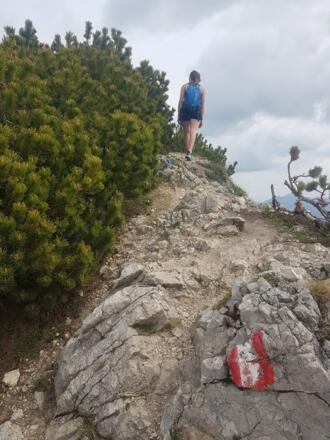 Auf dem latschenbewachsenen Schlussanstieg