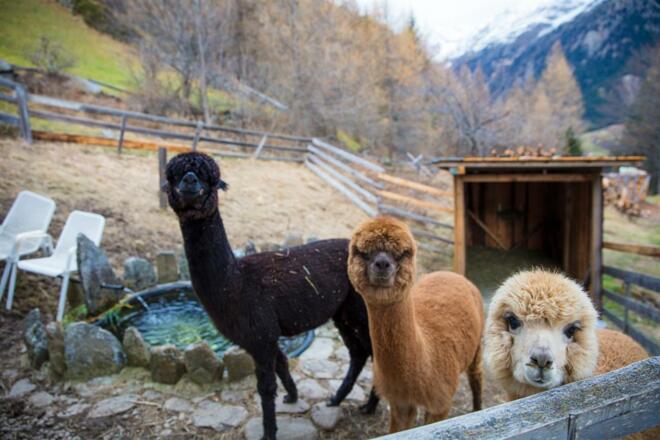 Unsere Alpakas (Momo, Muckl, Jenny)