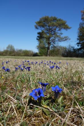 Kissinger Heide mit dem Kreuzenzian