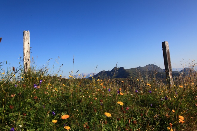 Alpenblumen