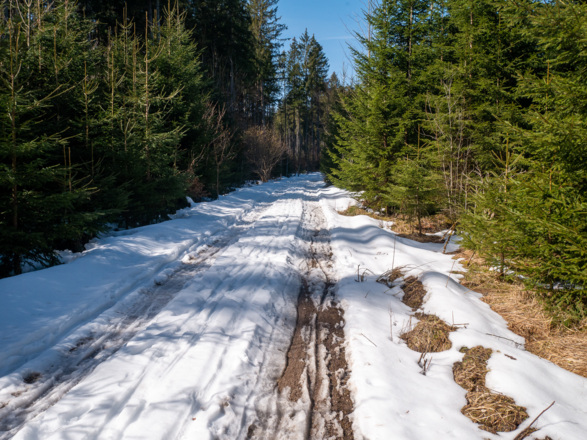 überraschend noch Schnee im Wald