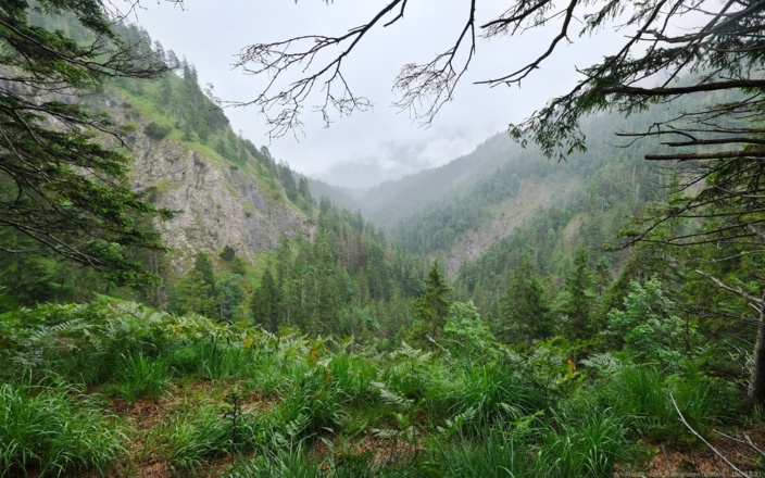 Am Abstieg in den Staffelgraben (1020m)  -  15.07.2021
