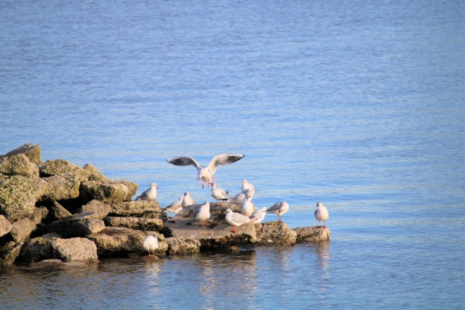 Möwen am Moosburger Stausee