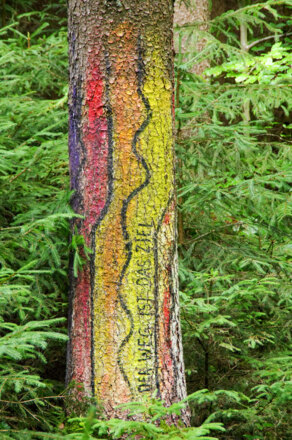 Baumbilder am Jakobsweg im Köschinger Forst