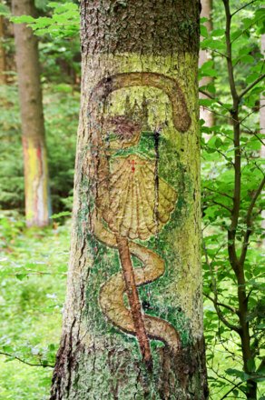 Baumbilder am Jakobsweg im Köschinger Forst