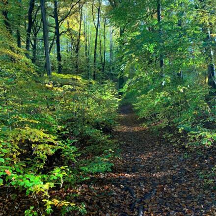 Pfad in der Amperschlucht