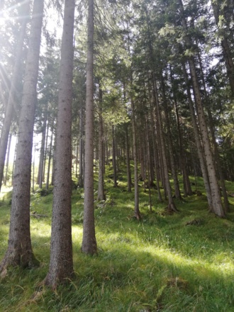 Lichtspiele im Wald