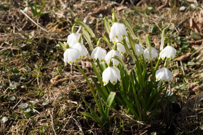 Frühlingsknotenblumen