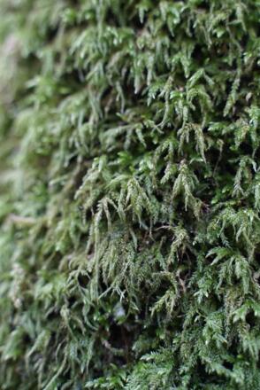 Moos am Peterbauernbach